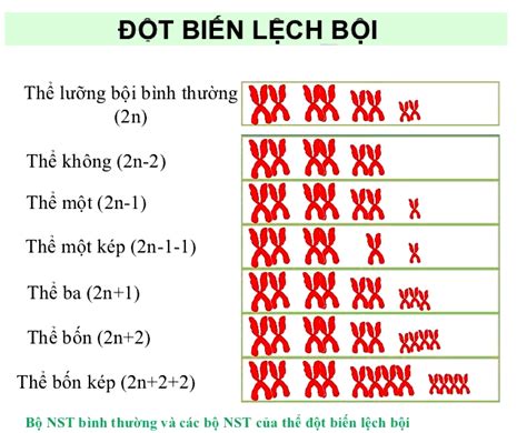 txbon|thể ba nhiễm kép.